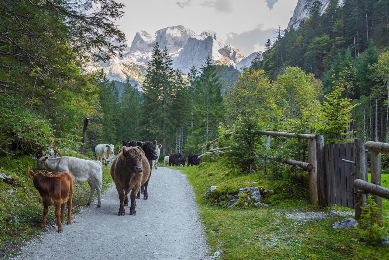 Appartamento Dachstein 7 Gosau Esterno foto